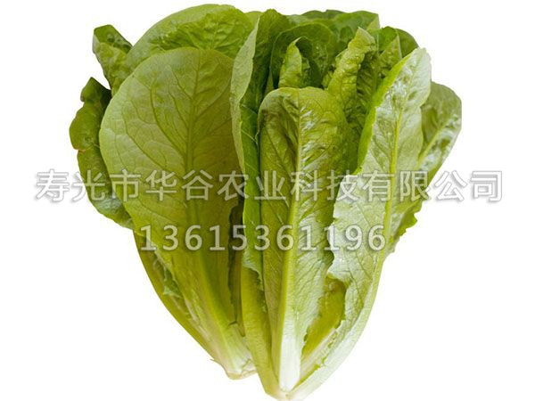 罗马生菜.jpg